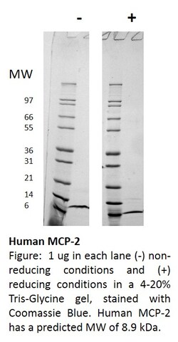 FUJIFILM BIOSCIENCES INC Human MCP-2 (CCL8), Recombinant Protein, Shenandoah