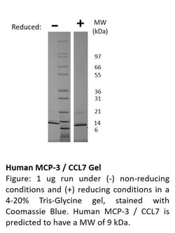 FUJIFILM BIOSCIENCES INC Human MCP-3 (CCL7), Recombinant Protein, Shenandoah