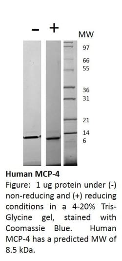 FUJIFILM BIOSCIENCES INC Human MCP-4 (CCL13), Recombinant Protein, Shenandoah