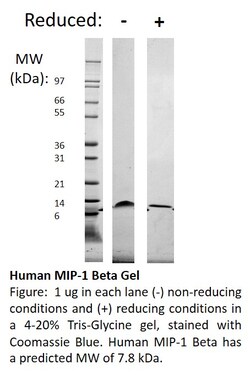 FUJIFILM IRVINE SCIENTIFIC INC Human MIP-1b (CCL4), Recombinant Protein,