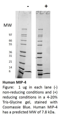 FUJIFILM BIOSCIENCES INC Human MIP-4 (CCL18), Recombinant Protein, Shenandoah