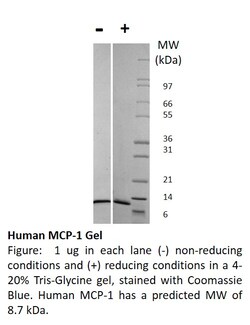 FUJIFILM IRVINE SCIENTIFIC INC Human MCP-1 (CCL2), Recombinant Protein,