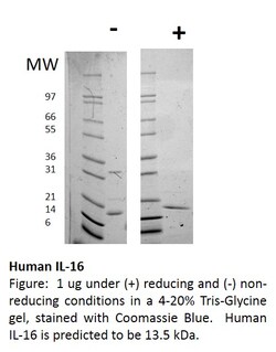 FUJIFILM BIOSCIENCES INC Human IL-16, Recombinant Protein, Shenandoah Biotechnology,
