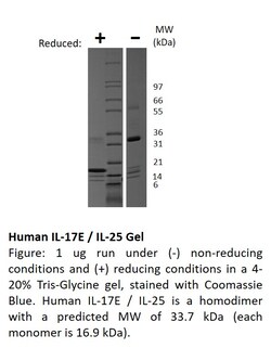 FUJIFILM IRVINE SCIENTIFIC INC Human IL-17E (IL-25) , Recombinant Protein,