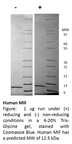 FUJIFILM IRVINE SCIENTIFIC INC Human MIF, Recombinant Protein, Shenandoah