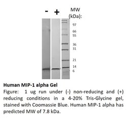 FUJIFILM BIOSCIENCES INC Human MIP-1 alpha (CCL3), Recombinant Protein,
