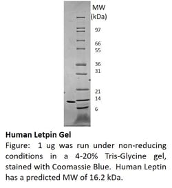 FUJIFILM BIOSCIENCES INC Human Leptin, Recombinant Protein, Shenandoah