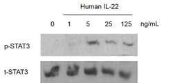 FUJIFILM BIOSCIENCES INC Human IL-22, Recombinant Protein, Shenandoah Biotechnology,