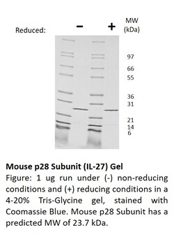 FUJIFILM BIOSCIENCES INC Mouse p28 subunit (IL-27/p28), Recombinant Protein,