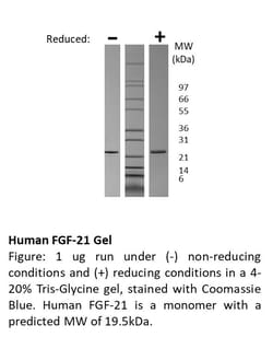 FUJIFILM IRVINE SCIENTIFIC INC Human FGF-21, Recombinant Protein, Shenandoah
