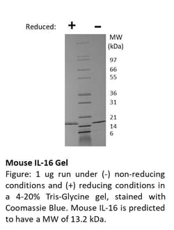 FUJIFILM BIOSCIENCES INC Mouse IL-16, Recombinant Protein, Shenandoah Biotechnology,