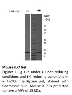 FUJIFILM BIOSCIENCES INC Mouse IL-7, Recombinant Protein, Shenandoah Biotechnology,