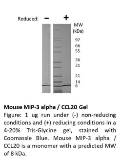 FUJIFILM BIOSCIENCES INC Mouse MIP-3 alpha (CCL20), Recombinant Protein,