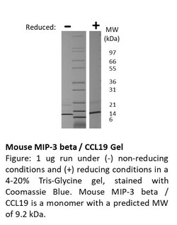 FUJIFILM BIOSCIENCES INC Mouse MIP-3 beta (CCL19), Recombinant Protein,