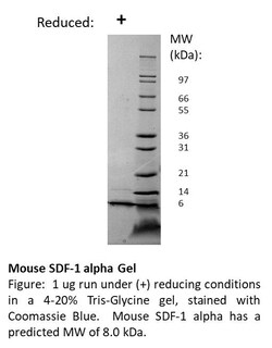 FUJIFILM BIOSCIENCES INC Mouse SDF-1 alpha (CXCL12), Recombinant Protein,