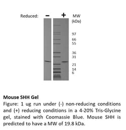 FUJIFILM BIOSCIENCES INC Mouse SHH, Recombinant Protein, Shenandoah Biotechnology,