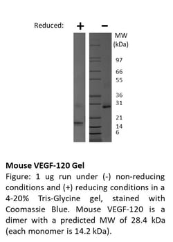 FUJIFILM BIOSCIENCES INC Mouse VEGF-120, Recombinant Protein, Shenandoah