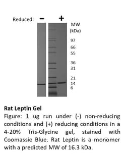 FUJIFILM BIOSCIENCES INC Rat Leptin, Recombinant Protein, Shenandoah Biotechnology,