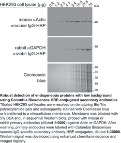 Columbia Biosciences Corp GOAT ANTI-MS IGG HL HRP 1 MG, Quantity: Each
