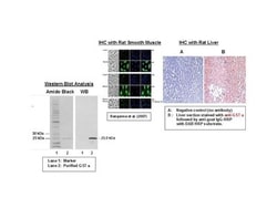 Detroit R WESTERN BLOT STRD 50UL GST PI, Quantity: Each of 1