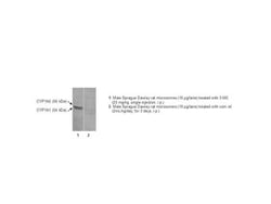 Detroit R MONOCLONAL ANTI-P450 1A1/1A2, Quantity: Each of 1