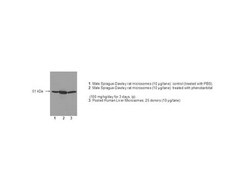 Detroit R POLYCLONAL RABBIT ANTI-P450 3A, Quantity: Each of 1