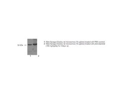 Detroit R MONOCLONAL ANTI-P450 3A2, Quantity: Each of 1