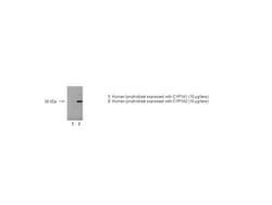 Detroit R POLYCLONL RABBBT ANTI-P450 1A2, Quantity: Each of 1