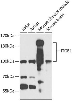Pro Sci Inc ITGB1 Antibody, Quantity: Each of 1