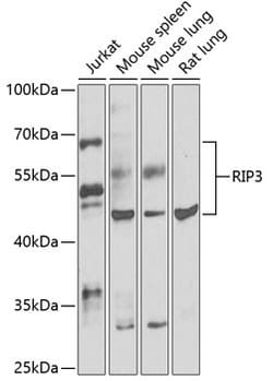 ProSci LLC RIP3 Antibody, Quantity: Each of 1