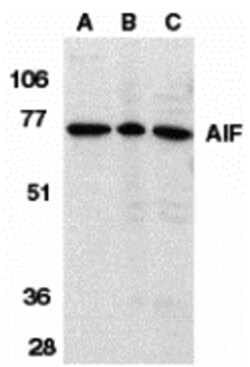 ProSci LLC AIF Antibody, Rabbit Polyclonal, Quantity: Each of 1