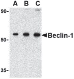 ProSci LLC Beclin-1 Antibody, Rabbit Polyclonal, Quantity: Each of 1