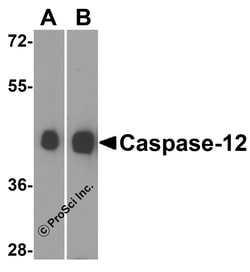 Pro Sci Inc Caspase-12 Antibody (Large), Rabbit Polyclonal, Quantity: Each