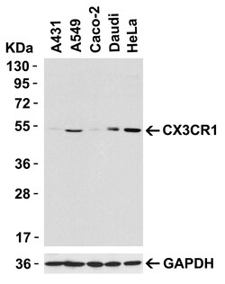 Pro Sci Inc CX3CR1 Antibody, Rabbit Polyclonal, Quantity: Each of 1