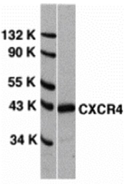 ProSci LLC CXCR4 Antibody, Rabbit Polyclonal, Quantity: Each of 1