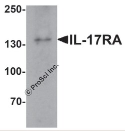 ProSci LLC IL-17RA Antibody, Rabbit Polyclonal, Quantity: Each of 1