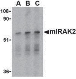 ProSci LLC IRAK2 Antibody, Quantity: Each of 1