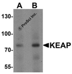 ProSci LLC KEAP1 Antibody, Rabbit Polyclonal, Quantity: Each of 1