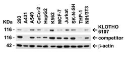 ProSci LLC KLOTHO Antibody, Rabbit Polyclonal, Quantity: Each of 1
