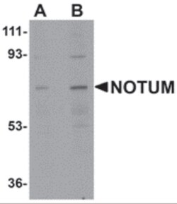 ProSci LLC NOTUM Antibody, Rabbit Polyclonal, Quantity: Each of 1