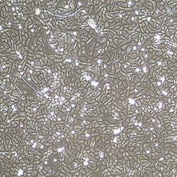 Lifeline Cell Technology Human Bronchial/Tracheal Epithelial Cells, Primary,