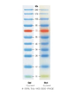 Biotang Inc Prestained Protein Marker (10-240 Kda),Three color bands(Green, Blue, Red). Ready-to-Use no need to boil.Broad range size estimation(11-240kDa). Highly purified and blended 11 recombinant proteins 2x250ul. Store at 2-8 deg.C