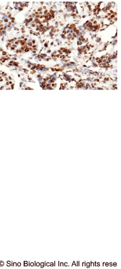 Sino Biological Anti-Histone H3 Antibody, Mouse Monoclonal, Quantity: Each