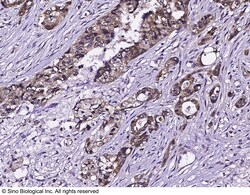 Sino Biological Anti-EGFR Antibody, Mouse Monoclonal, Quantity: Each of