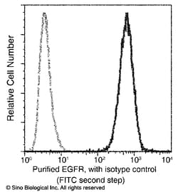 Sino Biological EGFR / HER1 / ErbB1 Antibody, Rabbit MAb 100uL, Quantity: