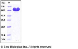Sino Biological Recombinant Human Nectin-2 Protein (hFc Tag), Quantity: