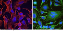 Sino Biological Beta-Tubulin Loading Control Antibody, Mouse MAb, Quantity: