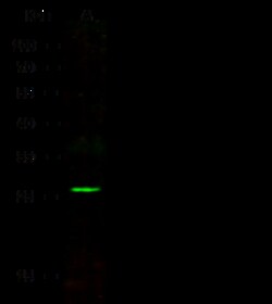 Sino Biological Bcl-2 Antibody, Rabbit MAb 100uL, Quantity: Each of 1