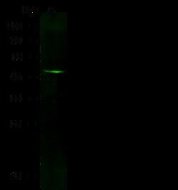 Sino Biological Recombinant Anti-GFAP Antibody, Rabbit Monoclonal, Quantity: