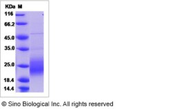 Sino Biological Recombinant Human GM-CSF/CSF2 Protein, HPLC-verified, Quantity: